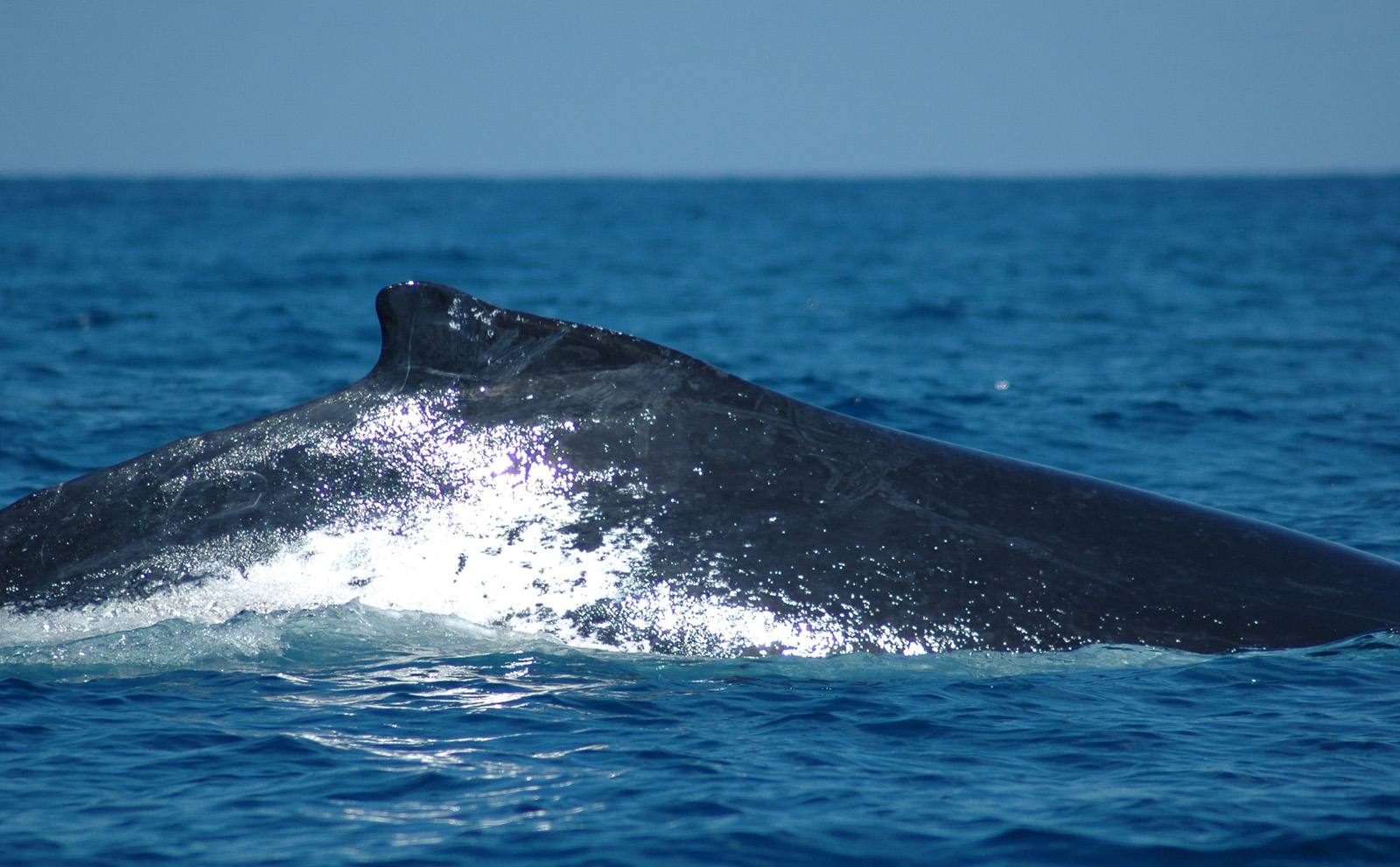 baleine a bosse